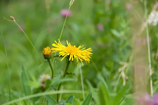 Margarita Amarilla Doronicum Prado Verde Verano Día Soleado — Foto de Stock