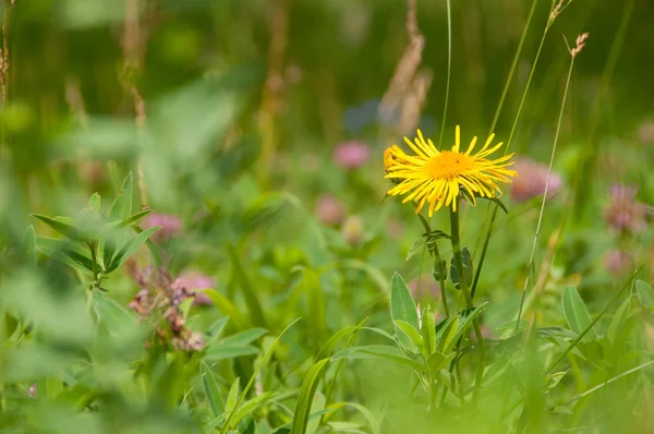 Margarita Amarilla Doronicum Prado Verde Verano Día Soleado — Foto de Stock