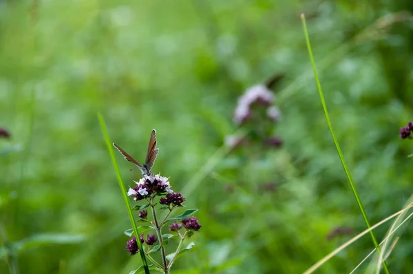 Ängen Växter Med Fjärilar Och Insekter Solig Dag Sommar — Stockfoto