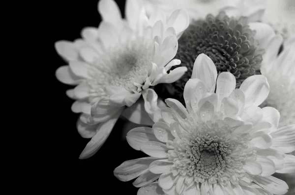 Chrysanthemenblüten Auf Schwarzem Hintergrund Nahaufnahme — Stockfoto
