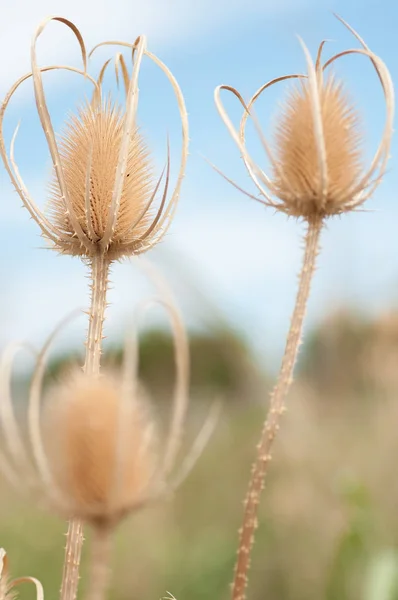 Dipsacus Sativus Fleurs Sauvages Séchées Dans Nature Close — Photo