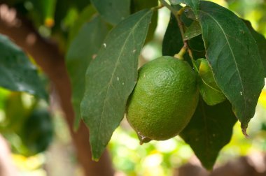 bahçede bir ağaç dalı olarak olgunlaşma limon
