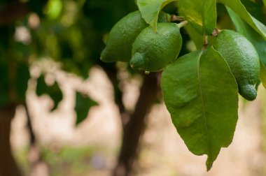 bahçede bir ağaç dalı olarak olgunlaşma limon
