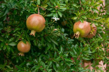 bahçede bir ağaç dalı göreve olgunlaşma nar