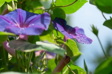 Ipomoea çiçek sarma asma yakın çekim