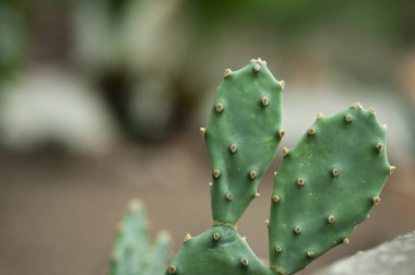 açık renkli yakın çekim üzerinde kaktüs inciri