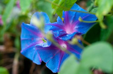 Mor Ipomoea çiçek kıvırcık Asma yaprakları yakın çekim üzerinde yağmur damlacıkları ile