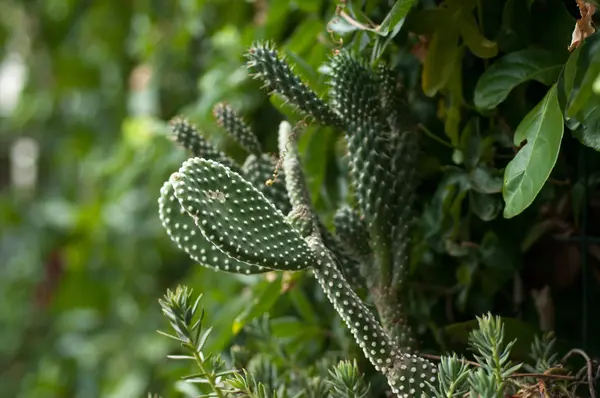 Cactus Bland Växter Trädgården Närbild — Stockfoto