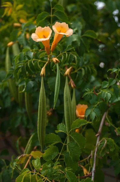 Tekoma Drevvidnaya Liana Avec Fleurs Jaunes Fonds Gros Plan — Photo