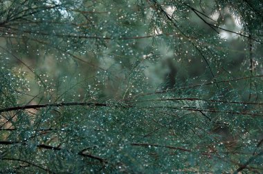 Gümüş yağmur damlacıkları yakın çekim ile iğne yapraklı ağaç fışkın