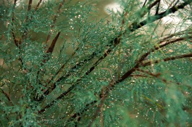 Gümüş yağmur damlacıkları yakın çekim ile iğne yapraklı ağaç fışkın