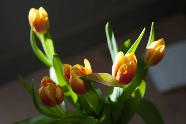 红色和黄色的郁金香花束 — 图库照片
