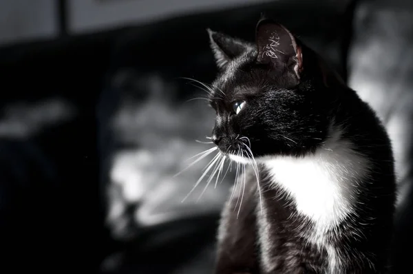 Schwarz-weiße Katze im Profil auf dunklem Hintergrund — Stockfoto