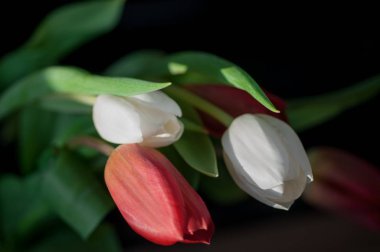 Laleler koyu arka plan üzerinde bir buket 