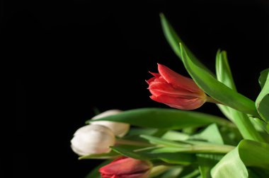 Laleler koyu arka plan üzerinde bir buket 