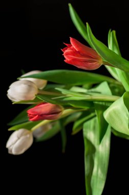 Laleler koyu arka plan üzerinde bir buket 