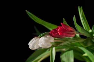 Laleler koyu arka plan üzerinde bir buket 