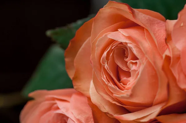 Rosas cor-de-rosa em um buquê em um fundo escuro — Fotografia de Stock