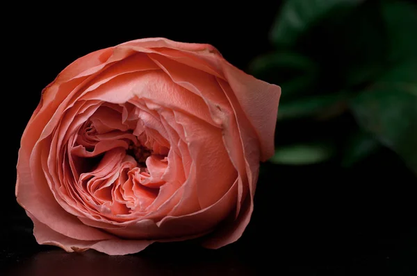 Rosas rosadas en un ramo sobre un fondo oscuro — Foto de Stock