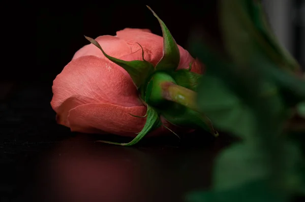 Pink roses in a bouquet on a dark background — Stock Photo, Image