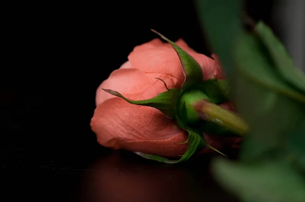 Rosas rosadas en un ramo sobre un fondo oscuro — Foto de Stock