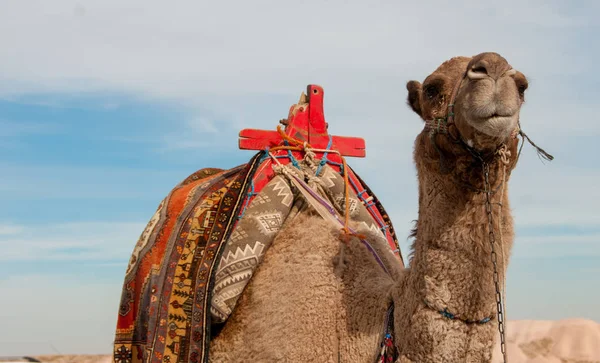 Camello con una silla brillante —  Fotos de Stock