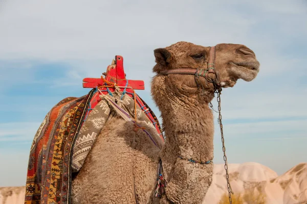 Camello con una silla brillante —  Fotos de Stock