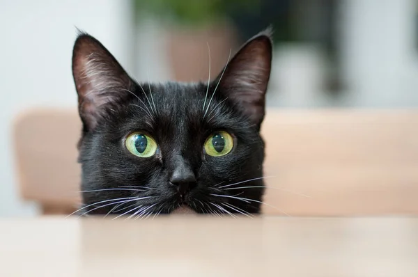 Schwarze Katze mit weißem Schnurrbart — Stockfoto