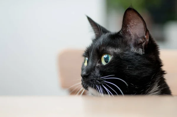 Schwarze Katze mit weißem Schnurrbart — Stockfoto