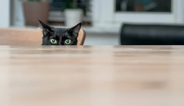 Gato negro con bigote blanco — Foto de Stock