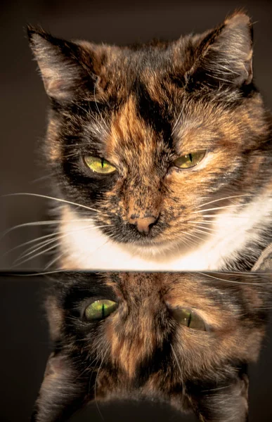 Porträt einer Wollkatze mit ihrem Spiegelbild — Stockfoto