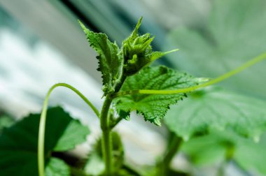 Tomurcukları ve salatalık yumurtalıkları ile salatalık fide