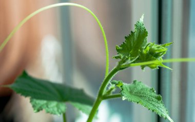 Tomurcukları ve salatalık yumurtalıkları ile salatalık fide