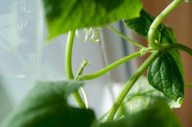 Tomurcukları ve salatalık yumurtalıkları ile salatalık fide