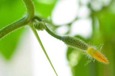 Tomurcukları ve salatalık yumurtalıkları ile salatalık fide