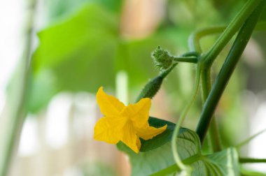 Tomurcukları ve salatalık yumurtalıkları ile salatalık fide