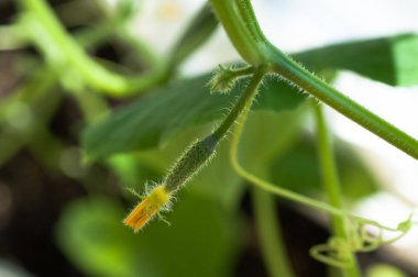 Tomurcukları ve salatalık yumurtalıkları ile salatalık fide