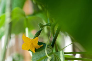 Tomurcukları ve salatalık yumurtalıkları ile salatalık fide