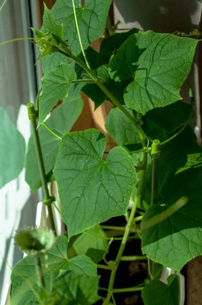 Cucumber seedlings with buds and cucumber ovaries — Stock Photo, Image