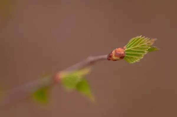Junge Blätter an einer Birke — Stockfoto