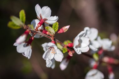 Kiraz çiçeği.