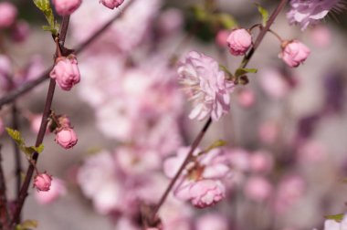 baharda bir çiçeklenme erik dalı 
