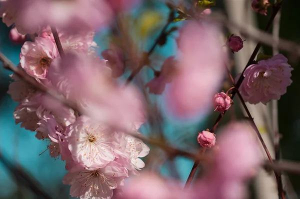 Branch of a blossoming plum in the spring — Stock Photo, Image