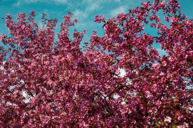 mavi bir gökyüzünde çiçek açan kiraz 