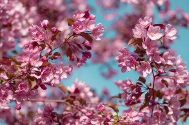 mavi bir gökyüzünde çiçek açan kiraz 