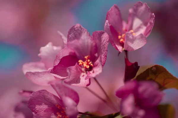 Cereza en flor — Foto de Stock