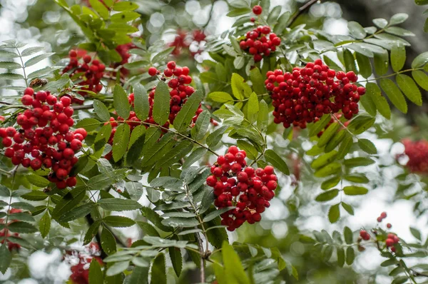 Ramas de Rowan con bayas — Foto de Stock