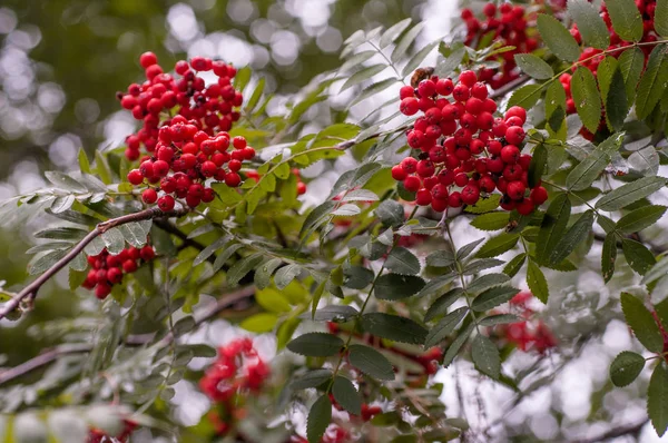 Ramas de Rowan con bayas — Foto de Stock