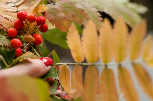 Hojas de otoño y bayas de serbal en una chica — Foto de Stock