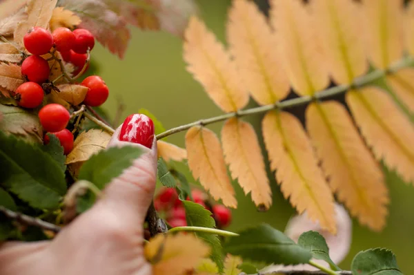 Podzimní listí a Rowan bobule v dívce — Stock fotografie